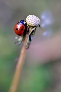 Close-up of ladybug on flower