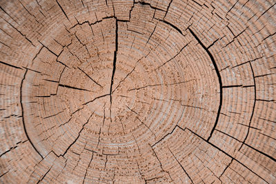 Full frame shot of tree stump