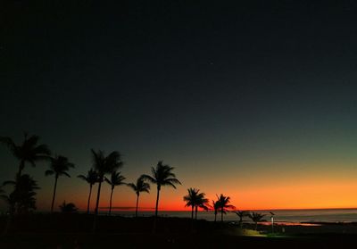 Silhouette of palm trees on beach