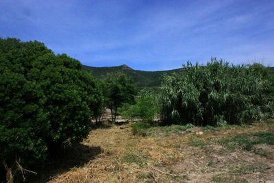 Trees on field against sky