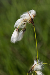 The fruits and seeds of the cottongrass, eriophorum latifolium, dretulja river, croatia