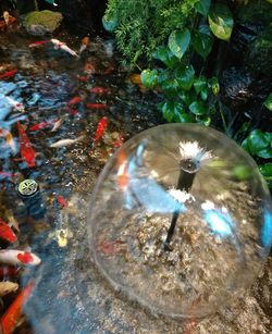 High angle view of duck swimming in water