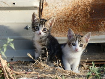 Portrait of cats kitten outdoors