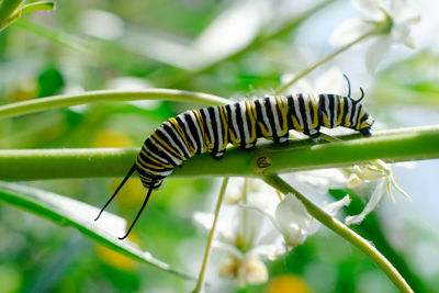 Close-up of insect on leaf