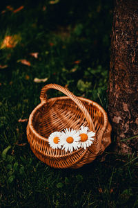 Close-up of wicker basket on tree trunk