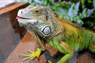 Close-up of lizard