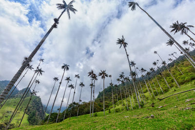 Low angle view of palm trees by mountain against sky