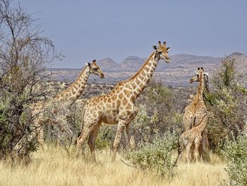 View of giraffes on field against clear sky