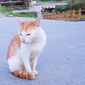 Portrait of cat sitting on road