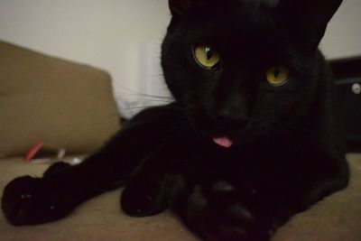 Close-up portrait of black cat at home