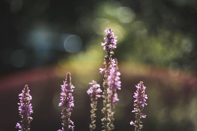 Close-up of purple flowering plant