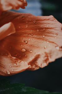 Close-up of wet flower