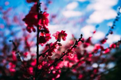 Low angle view of flowers growing on tree against sky