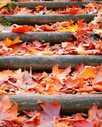 Close-up of orange leaves