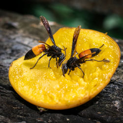 Close-up of insect on yellow flower