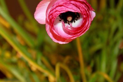 Close-up of rose blooming outdoors