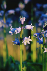 Close-up of purple flowering plant