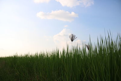 Crops growing on field against sky