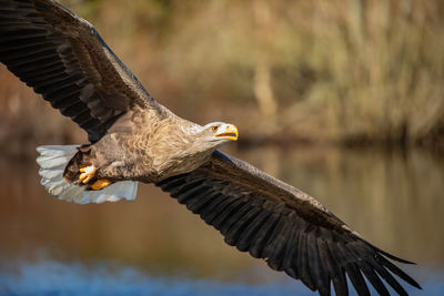 Close-up of eagle flying