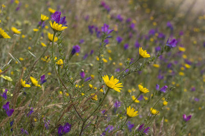 Close-up of yellow flowering plant on field