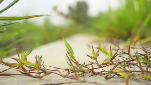 Close-up of fresh plant in field