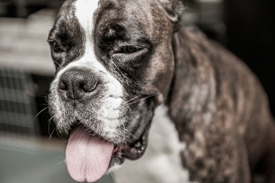 Close-up of dog looking away