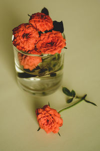 Close-up of red rose on table