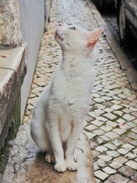 Cat lying on tiled floor