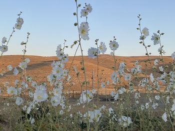 Plants on landscape against sky