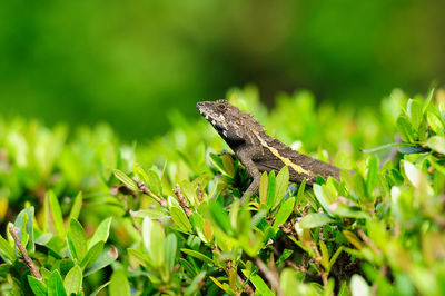 Close-up of lizard on plant