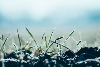 Close-up of frosty grass