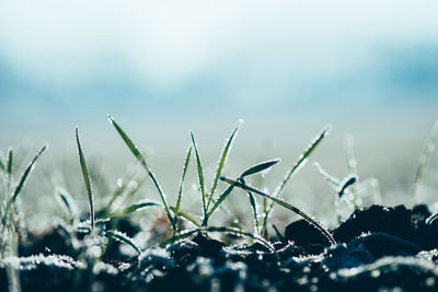 Close-up of plants against sky