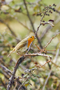 Bird perching on branch