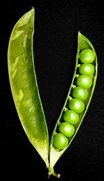 Close-up of green leaf against black background