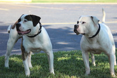 View of dogs on field