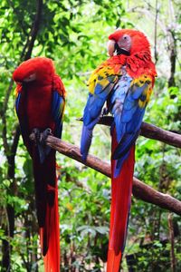 View of parrot perching on branch