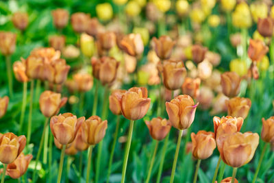 Close-up of tulips on field
