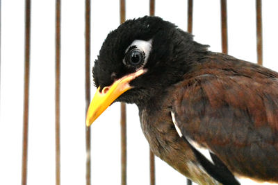 Close-up of a bird