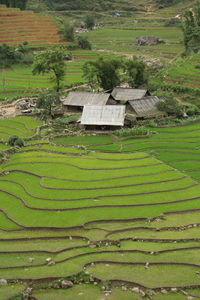 High angle view of agricultural field