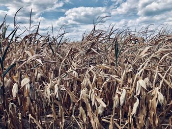 Close-up of stalks in field against sky