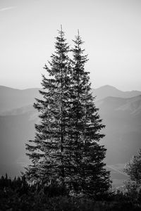 Pine tree in forest against sky