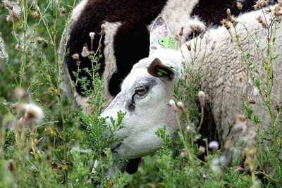 Portrait of sheep grazing on field