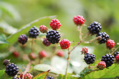 Close-up of berries growing on plant