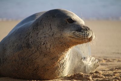 Close-up of sea lion on sand at beach