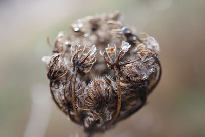 Close-up of dried plant on table