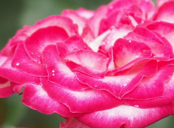 Close-up of pink rose