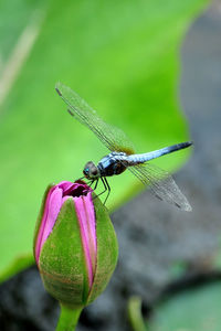 Close-up of insect on flower