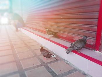 Pigeons perching on footpath