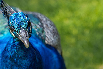 Close-up of a peacock