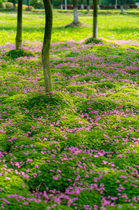 View of flowering plants in park